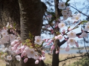 鳥屋野潟の桜-7