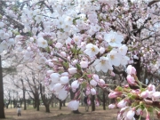 鳥屋野潟の桜-3