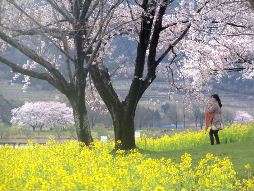 上堰潟公園の桜と菜の花-111