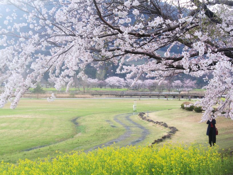 上堰潟公園の桜と菜の花-7