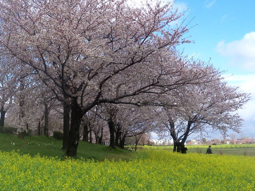 上堰潟公園の桜と菜の花-112