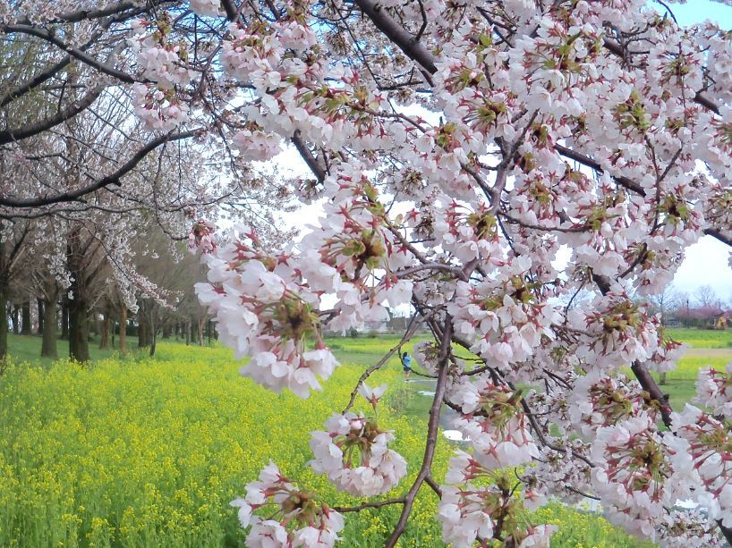 上堰潟公園の桜と菜の花-1