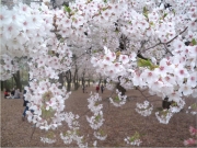 鳥屋野潟公園の終桜－2