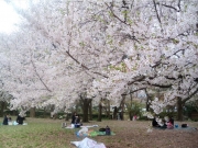 鳥屋野潟公園の終桜－4