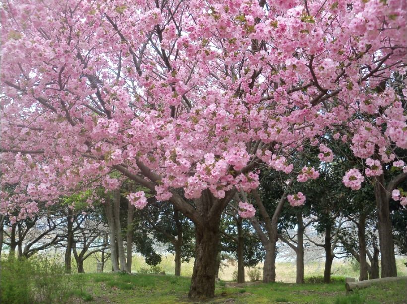 鳥屋野潟公園の八重桜－1