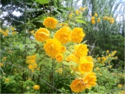 新潟県立植物園-黄2