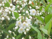 白い花-2