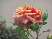 薔薇オレンジ-1