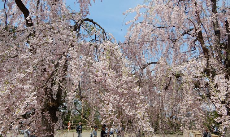 DSCN2162弘前城枝垂桜13％