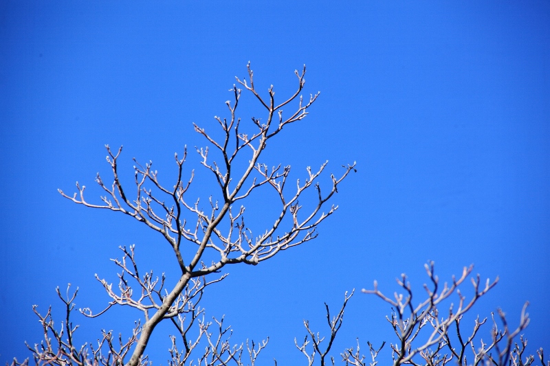 青空に花水木 (800x533)
